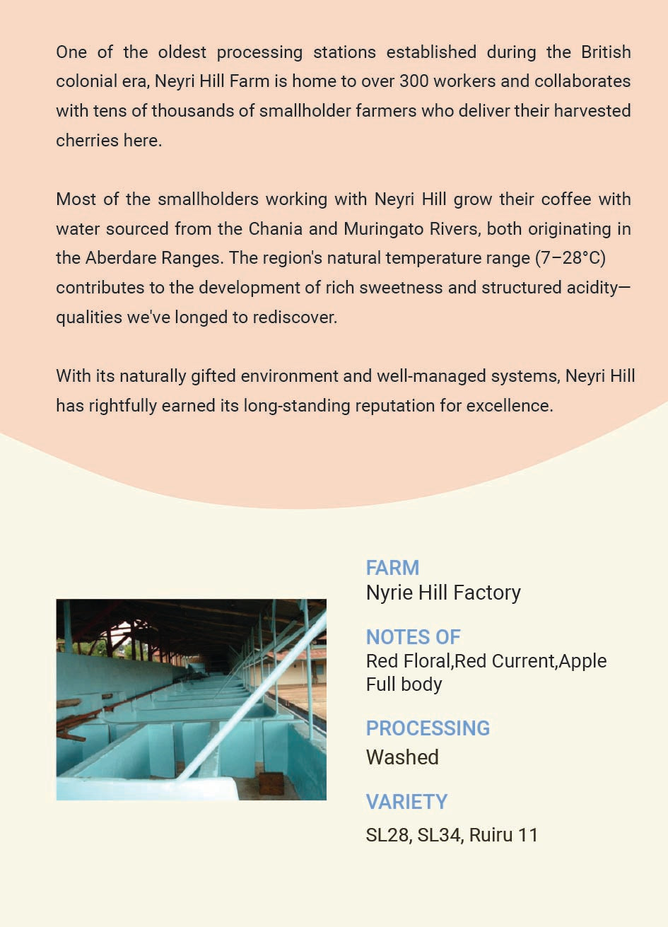 Kenya - Hill Factory Washed SL28 SL34 Ruiru 11