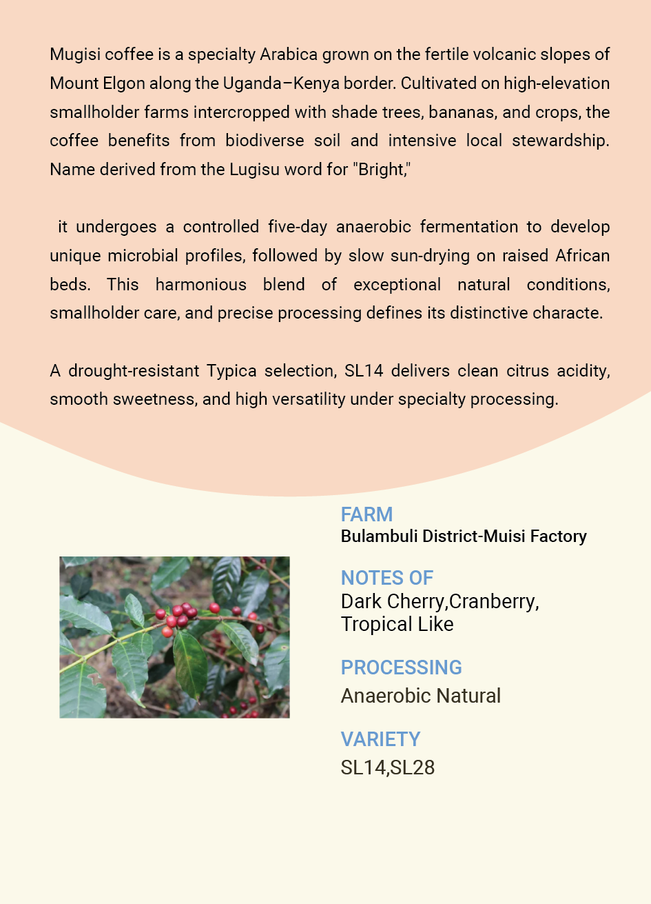 Uganda Bulambuli District, Mount Elgon-Mugisi Factory SL14 SL28 Anaerobic Natural