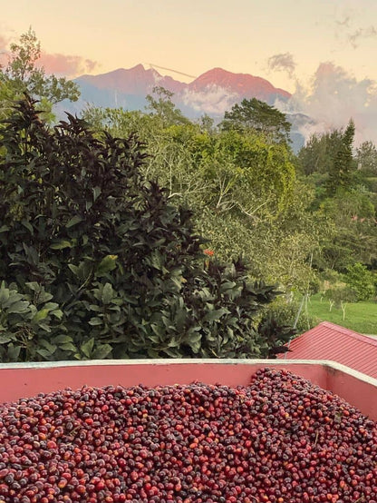 Panama,Janson Natural Geisha lot 957