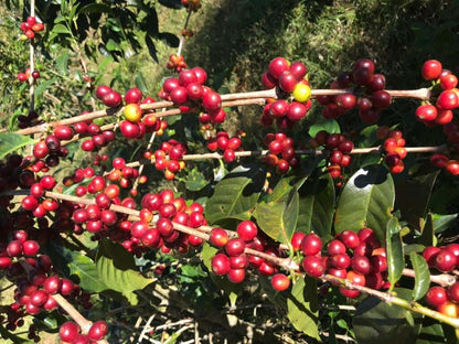 Panama,Janson Natural Geisha lot 957