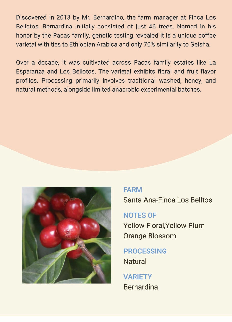 El Salvador Santa Ana Finca Los Belltos Bernardina Natural