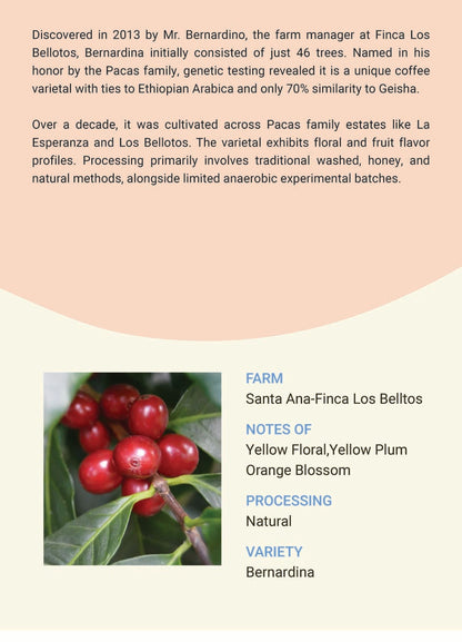 El Salvador Santa Ana Finca Los Belltos Bernardina Natural