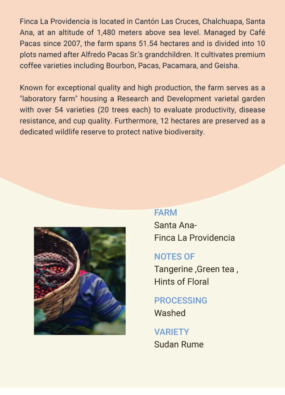 El Savador Santa Ana Finca La Providencia Sudan Rume Washed
