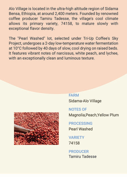 Ethiopia Sidama Alo Village Pearl Washed 74158