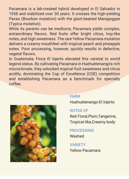 Guatemala Huehuetenango El Injerto Auction #12 Yellow Pacamara Washed