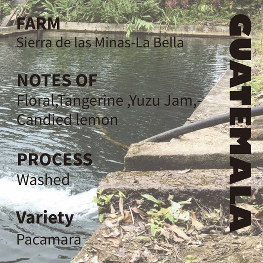 Guatemala La Bella Pacamara Washed