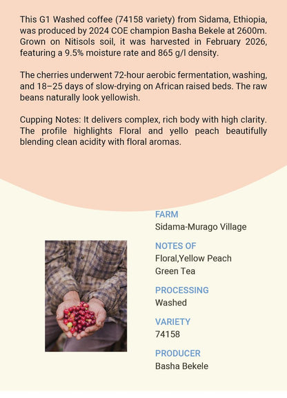 Ethiopia Sidama Gonjobe Station 74158 Washed