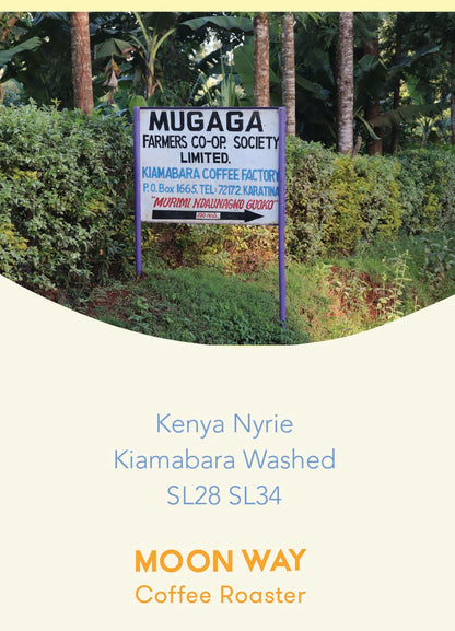Kenya Nyrie Kiambara Washed SL28 SL34