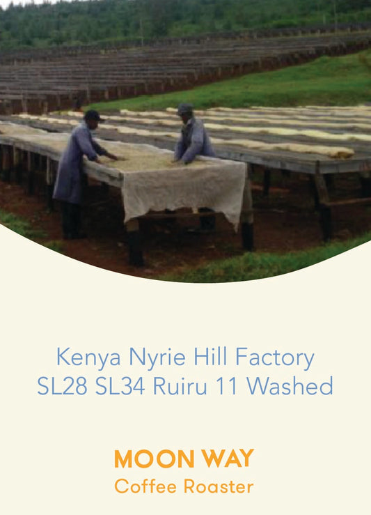 Kenya - Hill Factory Washed SL28 SL34 Ruiru 11