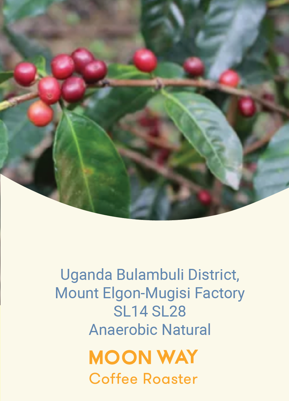 Uganda Bulambuli District,  Mount Elgon-Mugisi Factory SL14 SL28 Anaerobic Natural