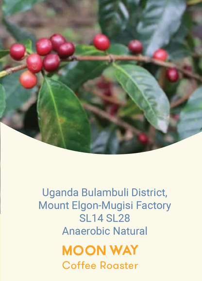 Uganda Bulambuli District,  Mount Elgon-Mugisi Factory SL14 SL28 Anaerobic Natural