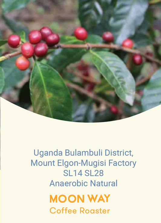 Uganda Bulambuli District,  Mount Elgon-Mugisi Factory SL14 SL28 Anaerobic Natural