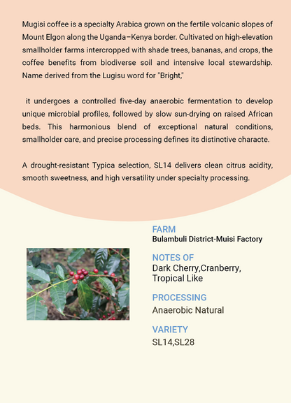 Uganda Bulambuli District,  Mount Elgon-Mugisi Factory SL14 SL28 Anaerobic Natural